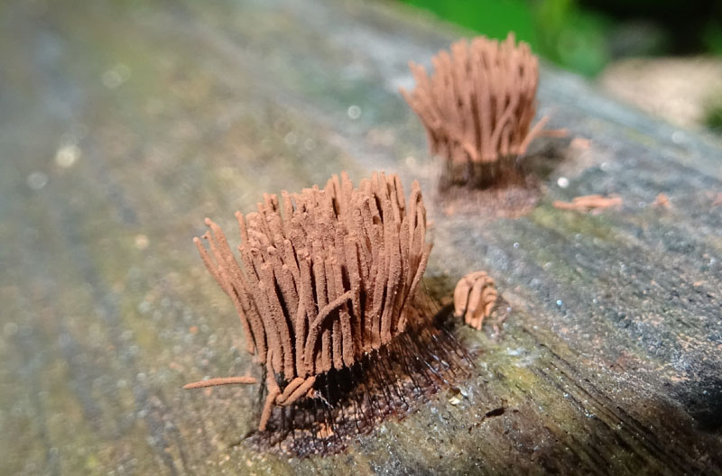 Stemonitis fusca var. rufescens